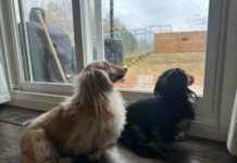 Draper and Rue: Dachshunds’ Rainy Day Blues in Spring draper-and-rue-dachshunds-rainy-day-blues-in-spring