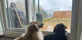 Draper and Rue: Dachshunds’ Rainy Day Blues in Spring draper-and-rue-dachshunds-rainy-day-blues-in-spring