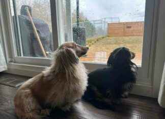 Draper and Rue: Dachshunds’ Rainy Day Blues in Spring draper-and-rue-dachshunds-rainy-day-blues-in-spring