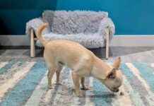 Neddy’s Favorite Things: Hairballs and Spare Parts – Dogster Special neddys-favorite-things-hairballs-and-spare-parts-dogster-special