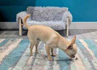 Neddy’s Favorite Things: Hairballs and Spare Parts – Dogster Special neddys-favorite-things-hairballs-and-spare-parts-dogster-special