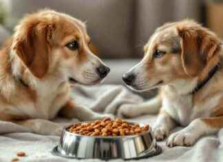 Pregnant Dog Nutrition: Vital Guidelines for Healthy Pups pregnant-dog-nutrition-vital-guidelines-for-healthy-pups