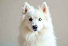 Adopt American Eskimo Dogs: Best Places to Find Them adopt-american-eskimo-dogs-best-places-to-find-them