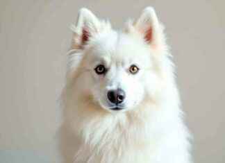 Adopt American Eskimo Dogs: Best Places to Find Them adopt-american-eskimo-dogs-best-places-to-find-them