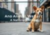 The Intersection of Urban Policy and Animal Welfare: A National Perspective The Intersection of Urban Policy and Animal Welfare: A National Outlook