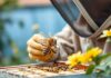The Rise of Urban Beekeeping: A Sweet Solution to Environmental Challenges The Rise of Urban Beekeeping: A Sweet Solution to Environmental Challenges